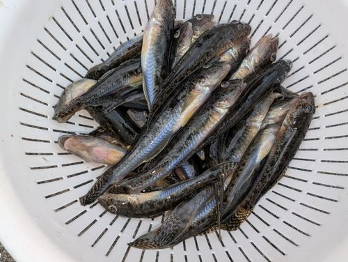 マハゼの釣果