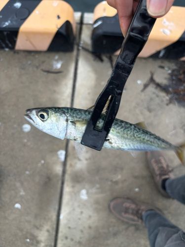 サバの釣果