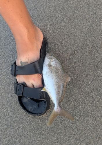 ショゴの釣果