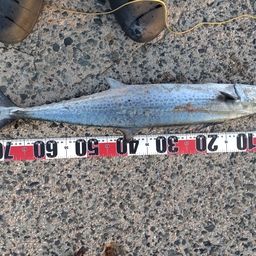 サワラの釣果・釣り情報まとめ【2026年最新】 - アングラーズ | 釣果