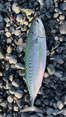 ソウダガツオの釣果