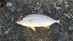 ショゴの釣果