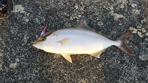 ショゴの釣果