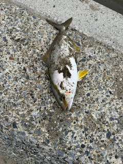 ショゴの釣果