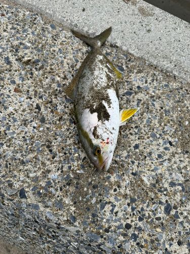 ショゴの釣果