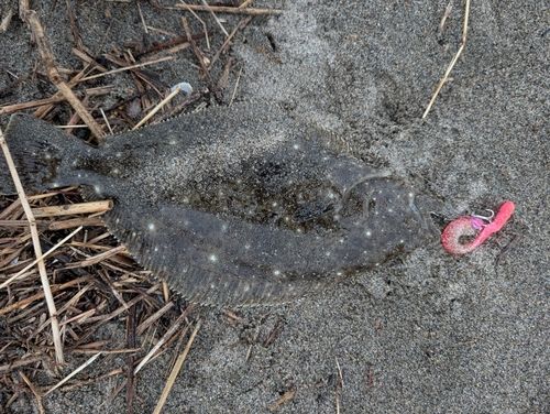 ソゲの釣果
