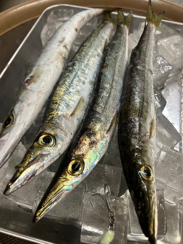 カマスの釣果