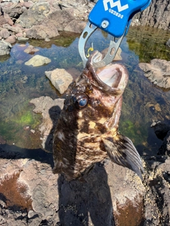 ハチガラの釣果
