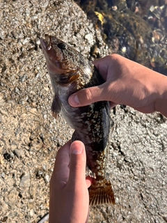 アイナメの釣果