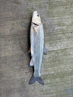 ウグイの釣果
