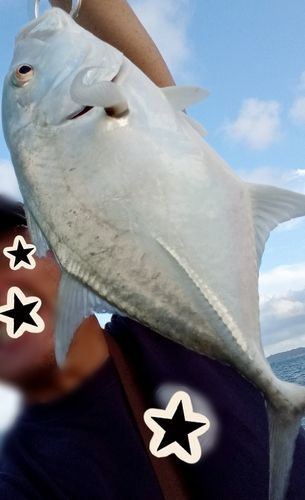 ガーラの釣果