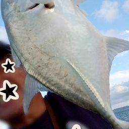 オニヒラアジの釣果・釣り情報まとめ【2026年最新】 - アングラーズ