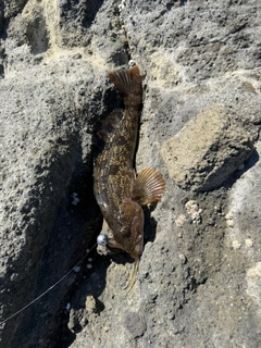 アイナメの釣果