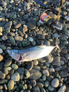 ソウダガツオの釣果