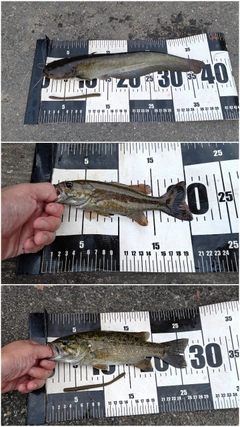 スモールマウスバスの釣果