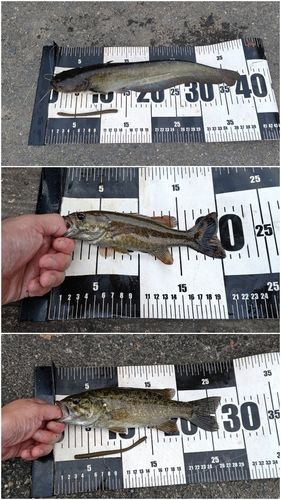スモールマウスバスの釣果