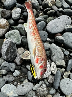 アカヒメジの釣果