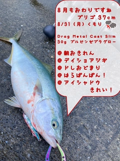 イナダの釣果
