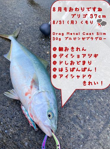 イナダの釣果