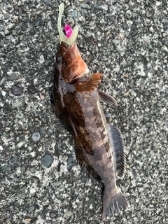 アイナメの釣果
