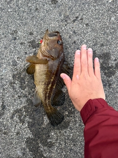 シマソイの釣果
