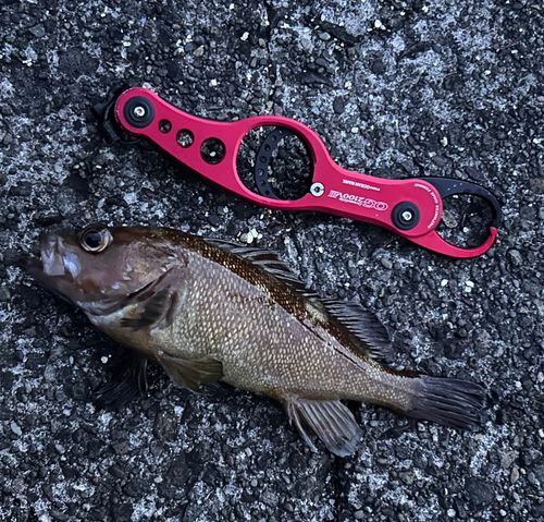 ガヤの釣果