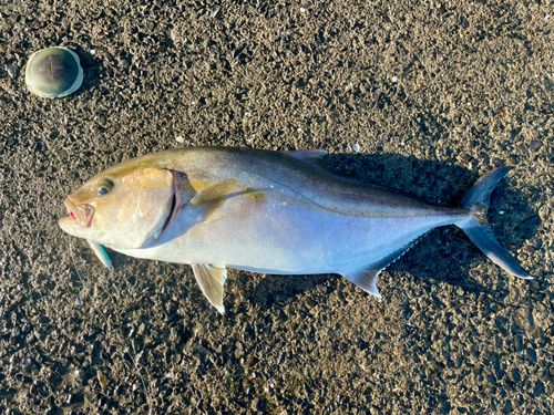 カンパチの釣果