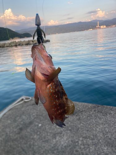 アコウの釣果