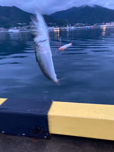 サバの釣果