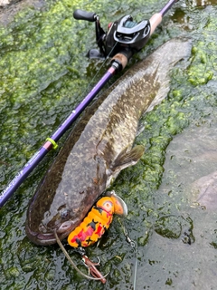 ナマズの釣果
