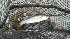 オイカワの釣果