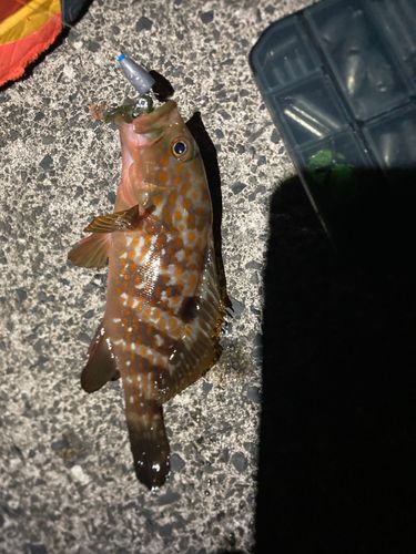 アコウの釣果