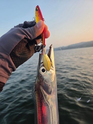 タチウオの釣果