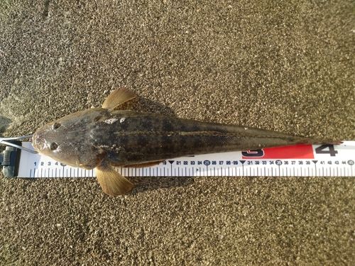 マゴチの釣果