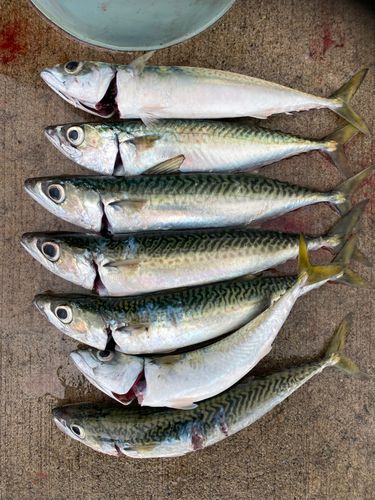 サバの釣果