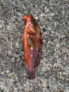 アカハタの釣果