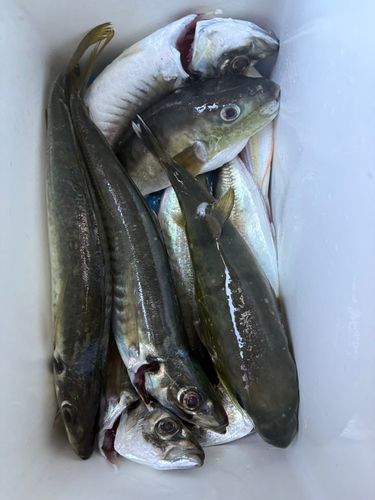 モンゴウイカの釣果