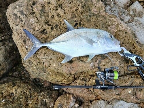 ロウニンアジの釣果