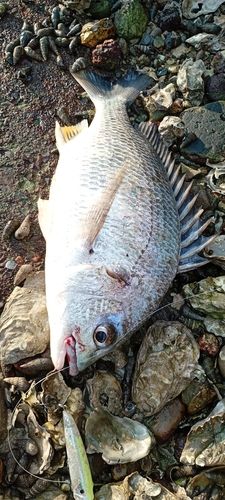 キビレの釣果