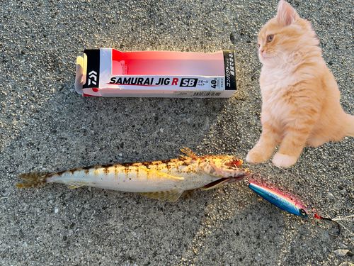 エソの釣果