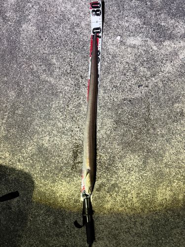 アナゴの釣果