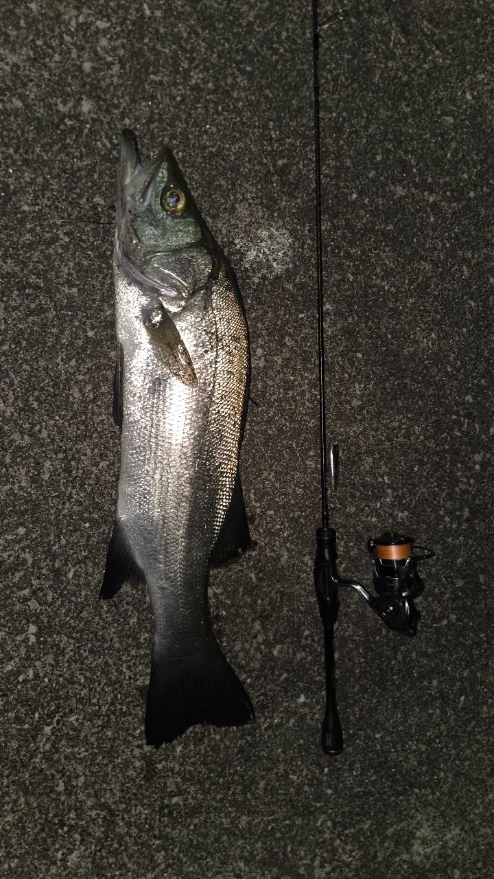 SHIMANO 21ソアレXR S60SUL-Sの最安値・インプレ・釣果 | 本音の口コミ