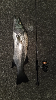 ヒラスズキの釣果