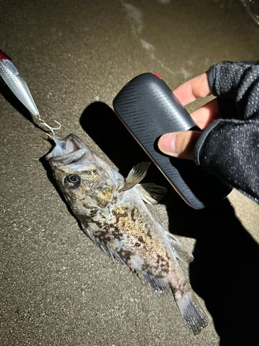 クロソイの釣果