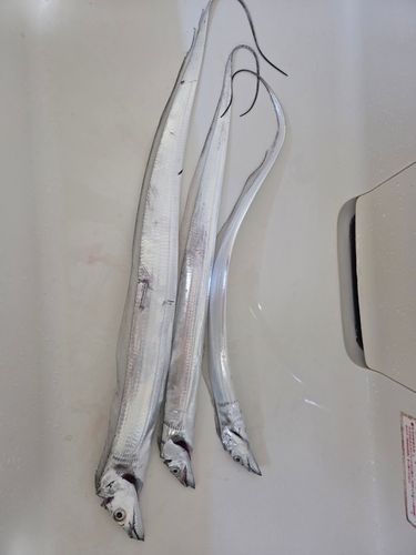 タチウオの釣果