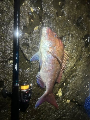 タイの釣果