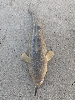 マゴチの釣果