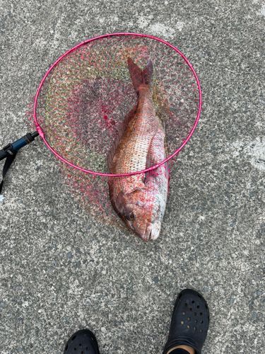 タイの釣果