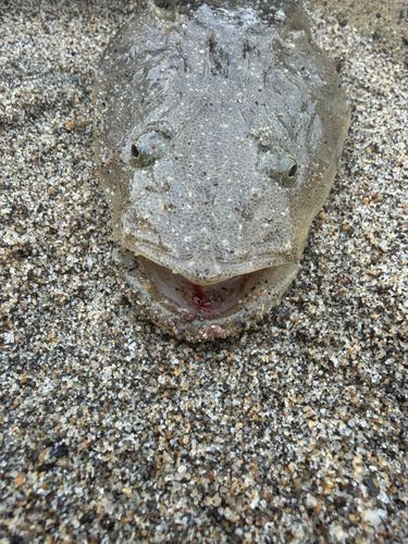 マゴチの釣果