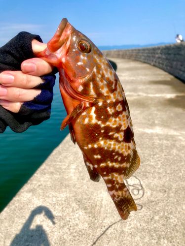 キジハタの釣果